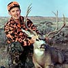 Mule deer