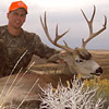 Mule deer, October 2, 2005