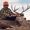Mule deer