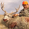 Mule deer, October 2, 2005