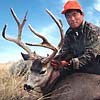Mule deer