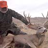 Pronghorn antelope, October 7, 2008