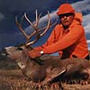 Mule deer