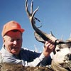 Mule deer