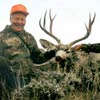 Mule deer