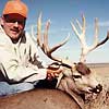 Mule deer