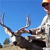 Mule deer, October 1, 2007