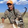 Pronghorn antelope, October 2, 2008