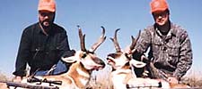 Pronghorn antelope