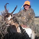 Pronghorn antelope, October 2014