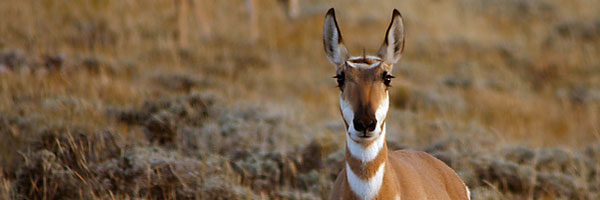 The pronghorn speaks: © Angela Cable,Dreamstime.com