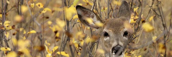Mule deer doe, © Rinusbaak, Dreamstime.com